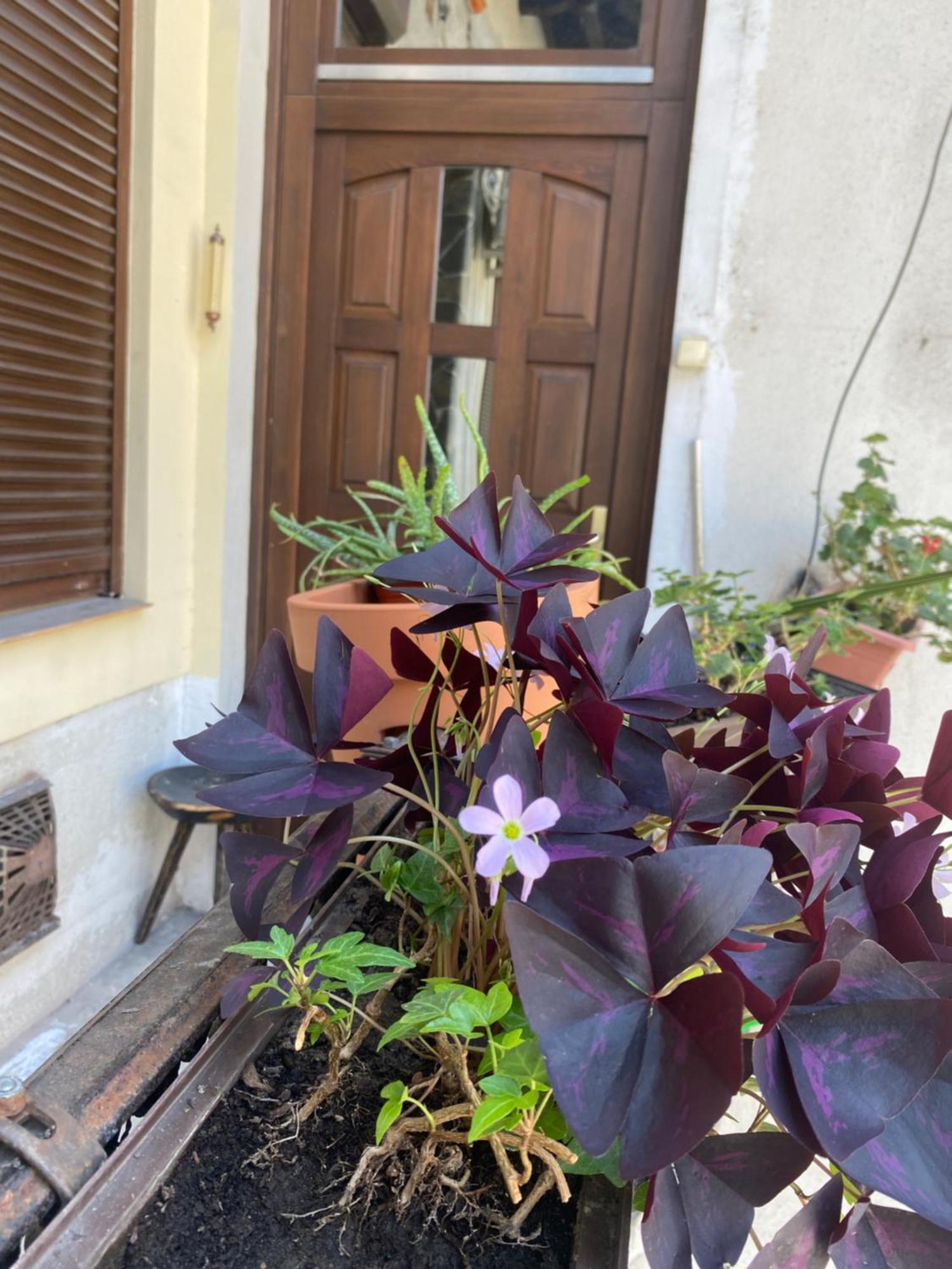 Budapest Oasis One Bedroom For Renting Экстерьер фото